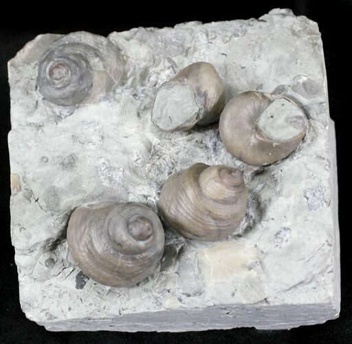 Fossil Gastropod (Cyclonema) Cluster - Ohio #23276